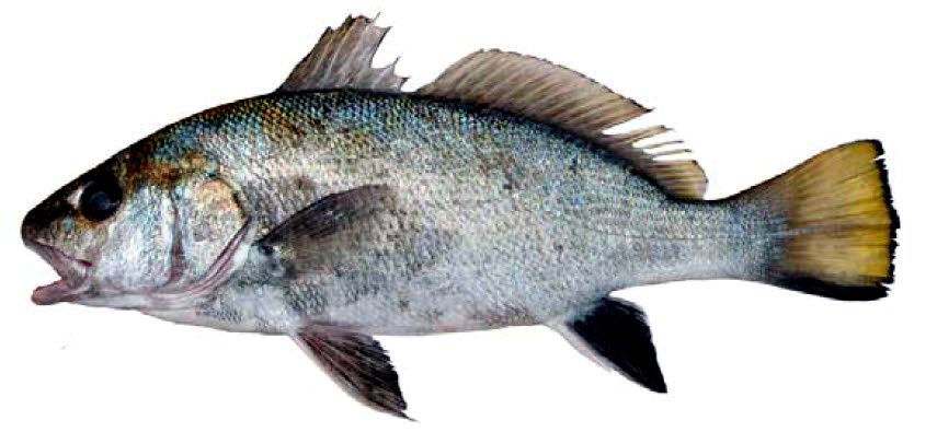 Sciaena umbra_02.jpg